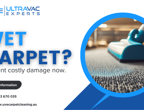 The High Cost of Hesitation: Why Wet Carpets Need Immediate Attention